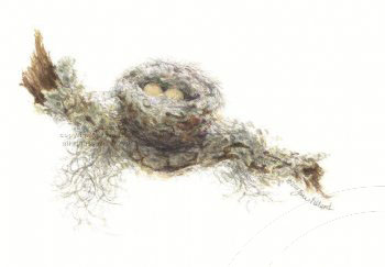 Hummingbird Nest 